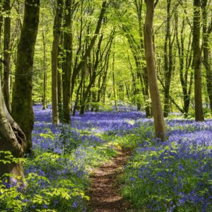 Forêt dans la lumière du soleil