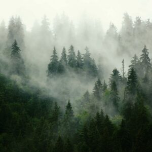 Papier Peint Panoramique Foggy forest