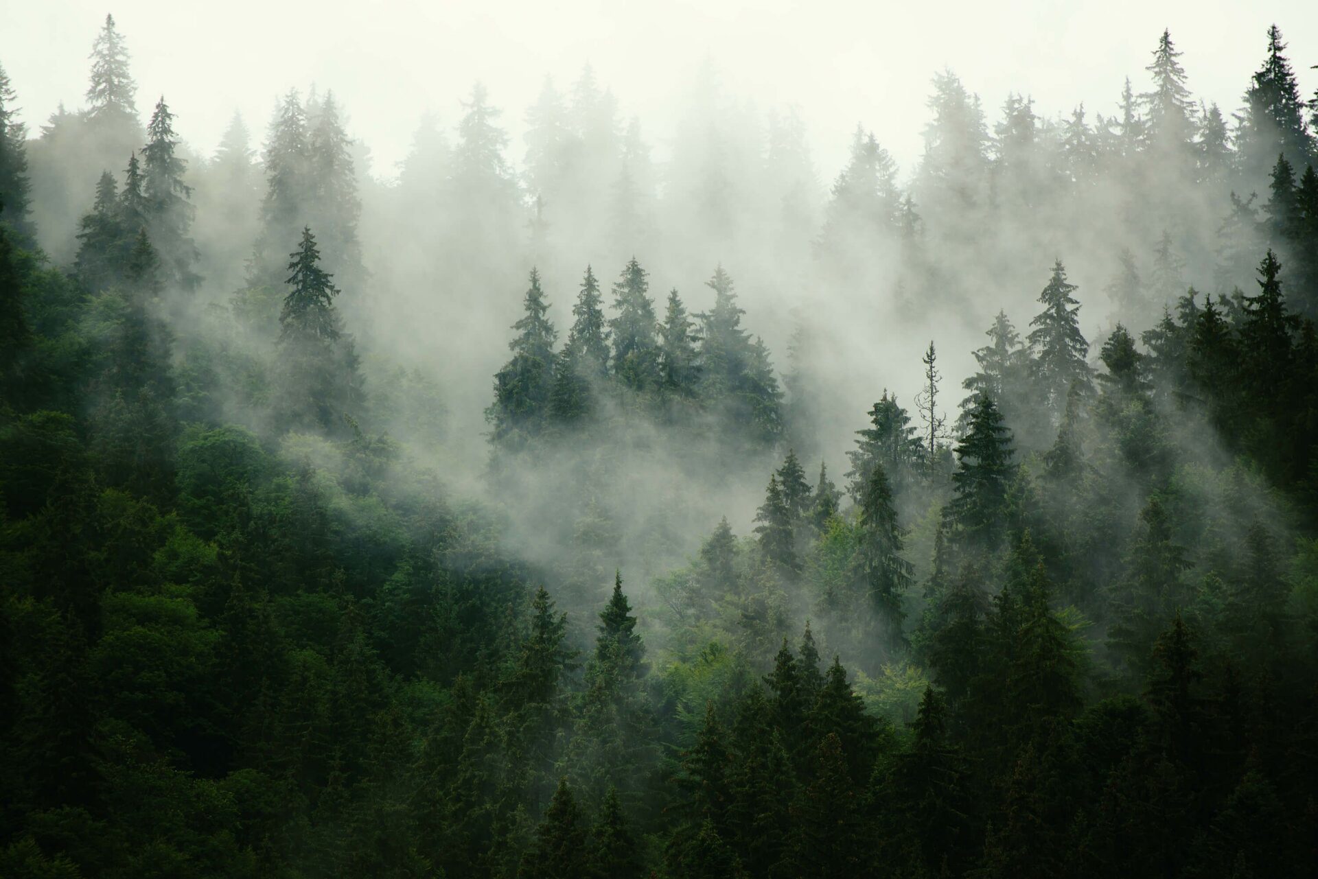 Papier Peint Panoramique Foggy forest